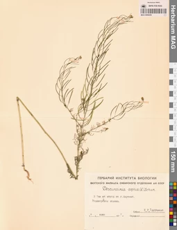 MAG 0006250