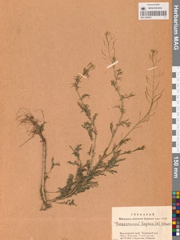 MAG 0006251