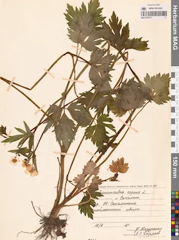 MAG 0019111