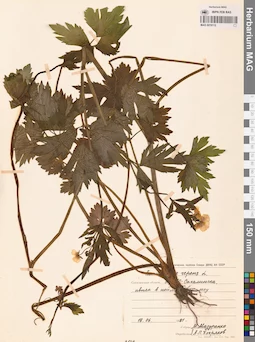 MAG 0019112