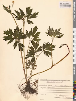 MAG 0019113