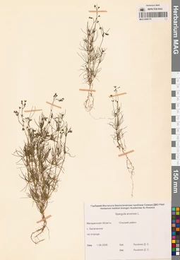MAG 0006170