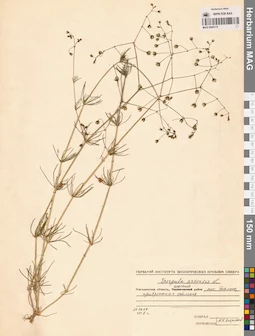 MAG 0006175