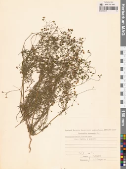 MAG 0006177