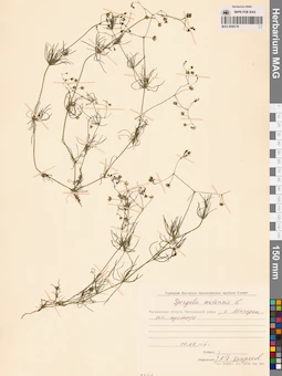 MAG 0006178