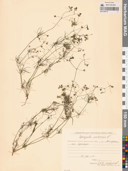 MAG 0006179