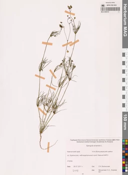 MAG 0006183