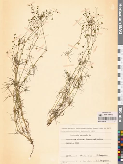 MAG 0006188