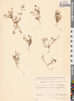 MAG 0010036