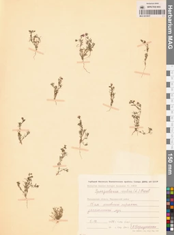 MAG 0010037