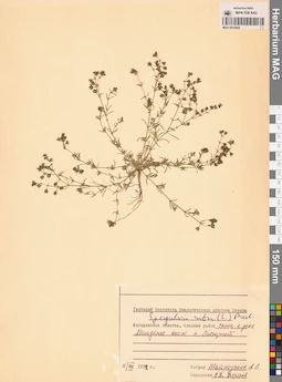 MAG 0010042