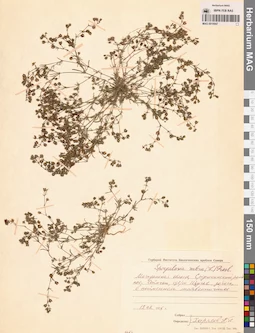 MAG 0010047