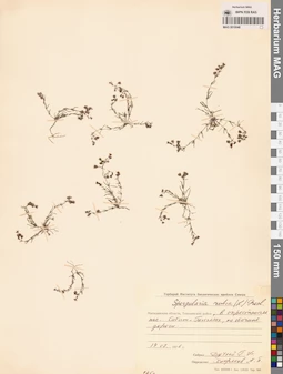 MAG 0010048