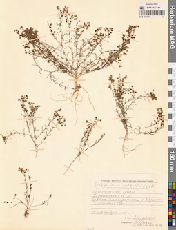MAG 0010051