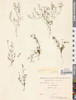 MAG 0010054