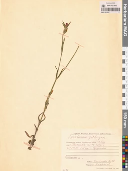 MAG 0010035