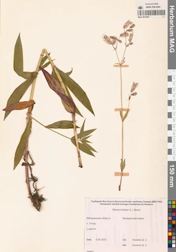 MAG 0010561
