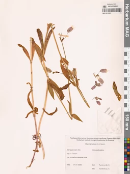 MAG 0010562