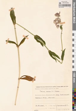 MAG 0010564