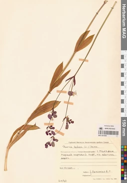 MAG 0010565