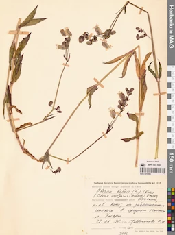 MAG 0010566