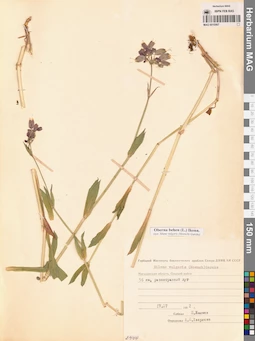 MAG 0010567