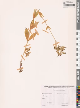 MAG 0010568