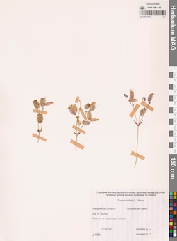 MAG 0010569