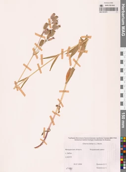 MAG 0010570