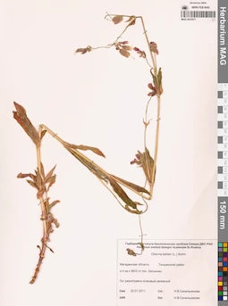 MAG 0010571