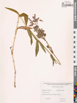 MAG 0010572