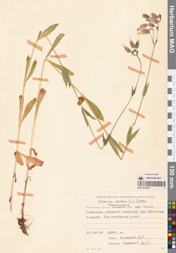 MAG 0010574