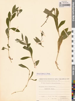 MAG 0010576