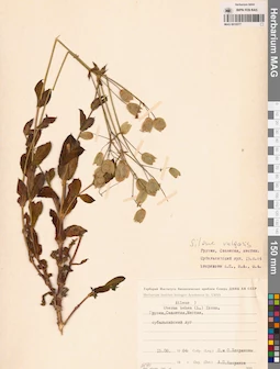 MAG 0010577