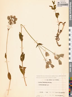 MAG 0010578
