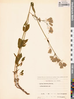 MAG 0010579