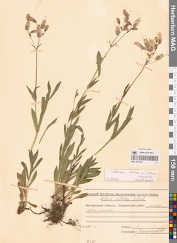 MAG 0021467