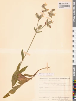 MAG 0021470