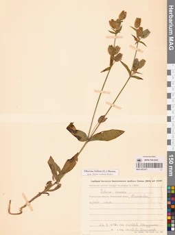 MAG 0021471