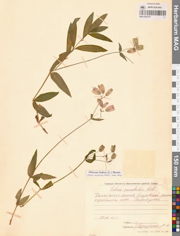 MAG 0021473