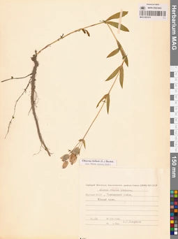 MAG 0021474