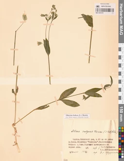 MAG 0021475
