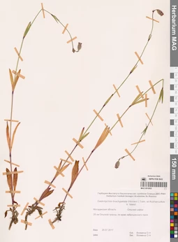 MAG 0010003