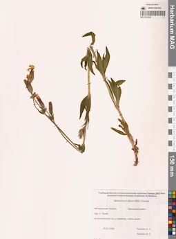 MAG 0010020