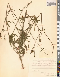 MAG 0010024
