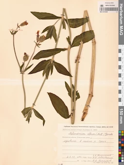 MAG 0010029
