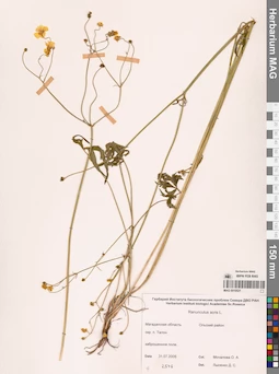 MAG 0010521