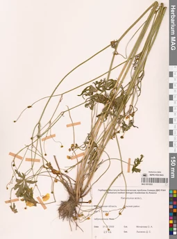 MAG 0010522