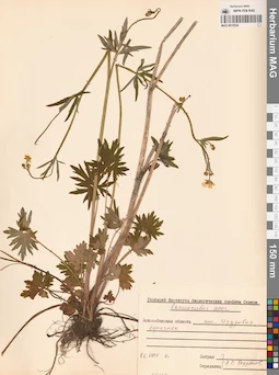 MAG 0010524