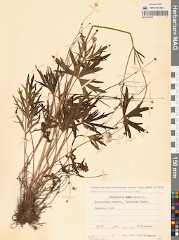 MAG 0010525